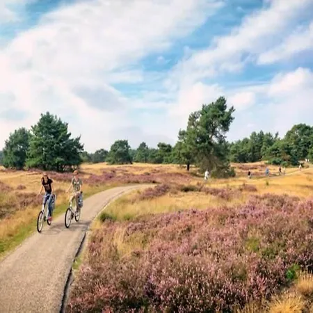 In Veluwe Near Kootwijkerzand