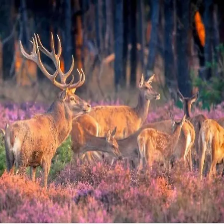 In Veluwe Near Kootwijkerzand *