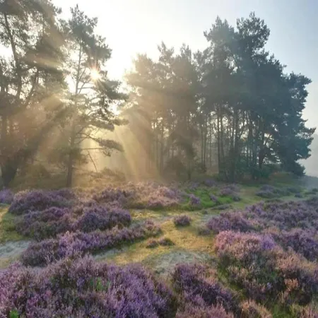 In Veluwe Near Kootwijkerzand * Putten